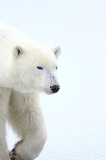 Polar Bear - Fotografie, Obrázek