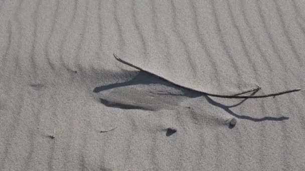 Mer plage sable mouvement dans le vent, abstrait nature vidéo fond
 - Séquence, vidéo