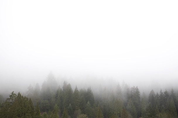 Fog Over Forest - Fotoğraf, Görsel