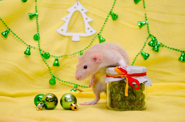 Білий пацюк з милими вухами сидить на новорічній банці зі стрічкою на жовтому тлі з ялинкою, символ 2020 року
 - Фото, зображення