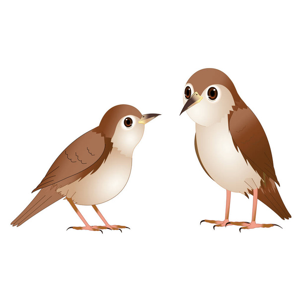 braune Nachtigallenvögel - Cartoon-Vektorbild - Vektor, Bild