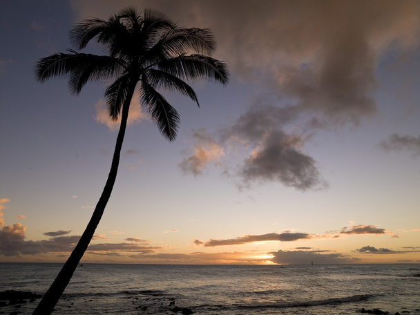 Palmier, Kauai, Hawaï
 - Photo, image