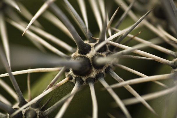 Thorns On A Cactus - Photo, Image