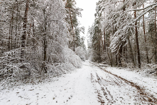 Paisaje de bosque de pinos de invierno cubierto de heladas en principalmente clo
 - Foto, Imagen