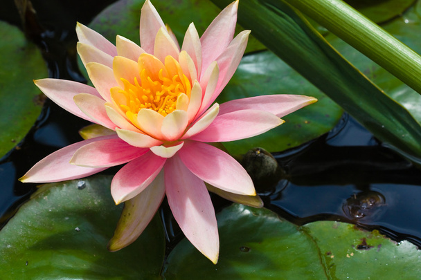 Lotus flower in pond (2) - Photo, Image