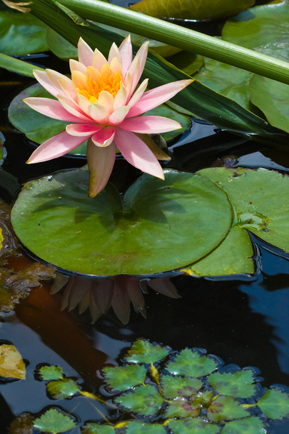 Цветок лотоса в пруду (1
) - Фото, изображение
