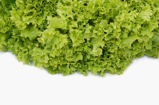 Lettuce - Foto, immagini