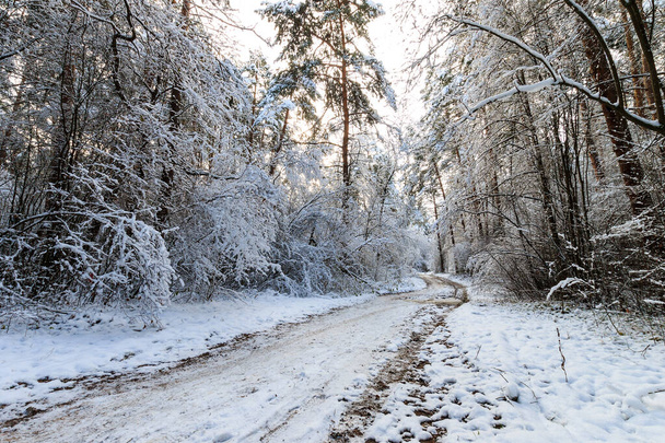 Landschap van de winter dennenbos bedekt met vorst bij zonnig weat - Foto, afbeelding