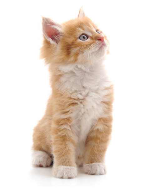 Beautiful red kitten. - Valokuva, kuva