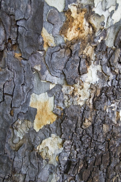 The Bark Of A Western Sycamore Tree - Foto, imagen