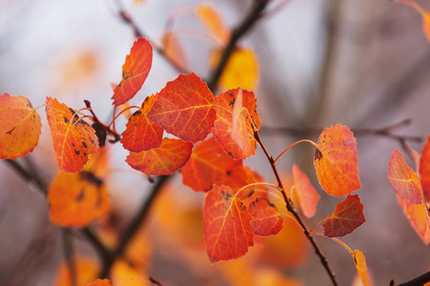 Bunte gelbe Blätter in der Herbstzeit. Nahaufnahme. Geeignet für Hintergrundbild. - Foto, Bild