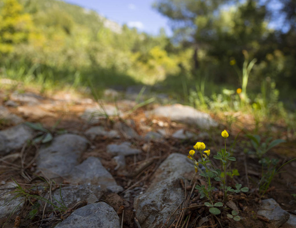 Wild small yellow flowers in the mountains on the Greek island - Фото, изображение