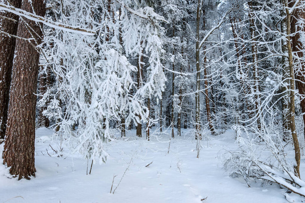 Landscape of winter pine and spruce forest covered with frost - Foto, afbeelding