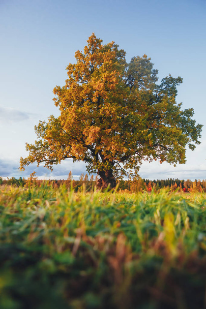 oak tree with yellow foliage at sunny autumn day - Foto, immagini