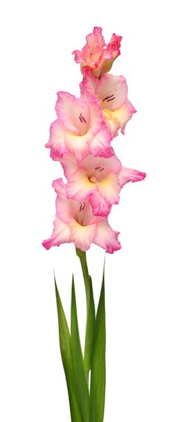 Branch of a gladiolus pink flower isolated on white background.  - Photo, Image