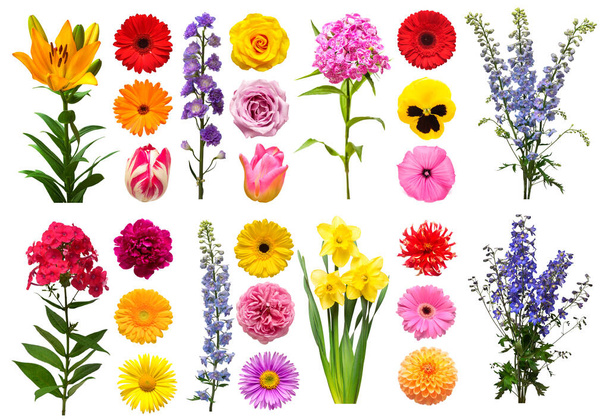 コレクション美しい花のデルフィニウム、ユリ、ゲルベラ、カルナチオ - 写真・画像