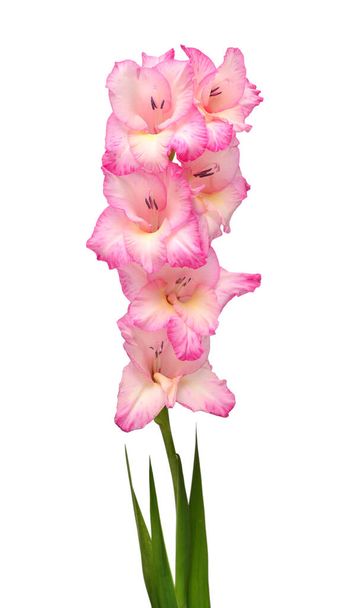 Pobočka mečík růžový květ izolovaných na bílém pozadí.  - Fotografie, Obrázek