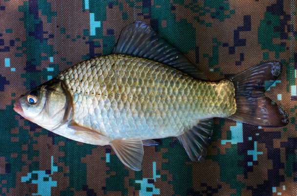 crucian fish on the background - Photo, Image