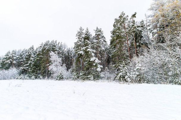 landscape of winter forest - Φωτογραφία, εικόνα
