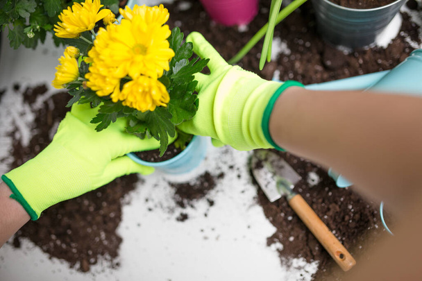 Image on top of man's hands in green gloves transplanting flower on table - Фото, изображение