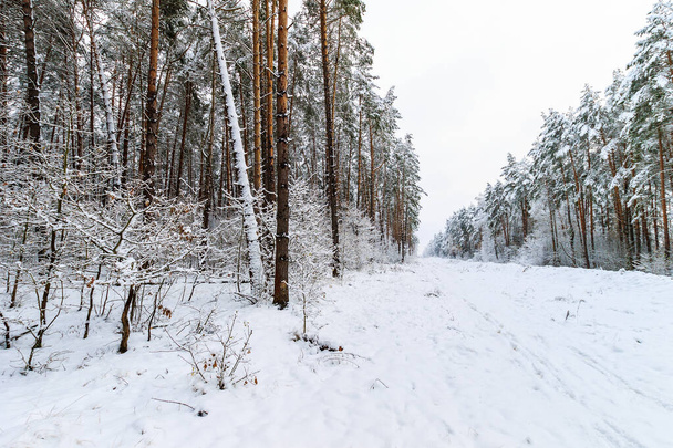 landscape of winter pine forest - Photo, Image
