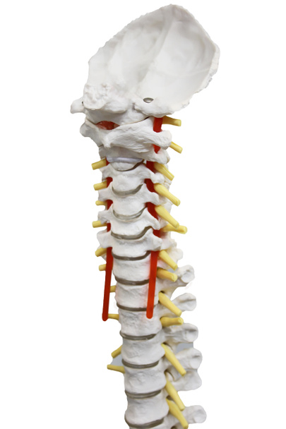 Detalle de la anatomía de la columna vertebral
 - Foto, Imagen