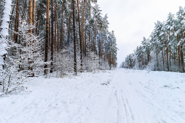 landscape of winter pine forest - Photo, Image