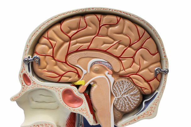 Model anatomie sekce mozku - Fotografie, Obrázek