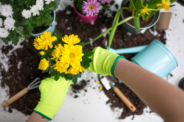 Bild auf Menschenhänden in grünen Handschuhen, Blumen auf dem Tisch verpflanzend - Foto, Bild