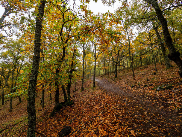 地面に乾燥した葉を持つ栗の森の真ん中の道 - 写真・画像