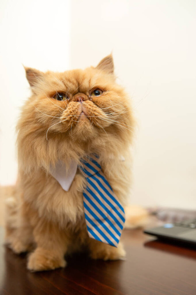 Fotografie exotické kočky s pruhovanou kravatou na bílém pozadí - Fotografie, Obrázek