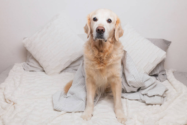 Unatkozó, szomorú golden retriever kutya világosszürke és fehér csíkos kockás a kortárs hálószobában. A kisállat melegszik a takaró alatt hideg téli időben. Háziállatbarát és gondozási koncepció. - Fotó, kép