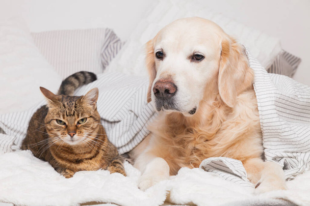 Happy young golden retriever dog and cute mixed breed tabby cat under cozy  plaid. Animals warms under gray and white blanket in cold winter weather. Friendship of pets. Pets care concept. - Zdjęcie, obraz