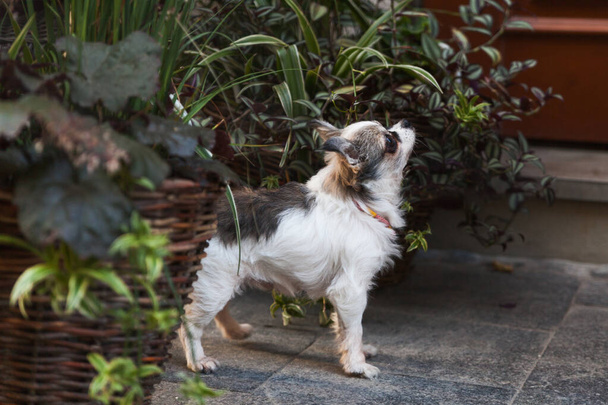 entzückender Chihuahua-Welpe in der Nähe von Körben mit Pflanzen im Straßen- oder Hausgarten. Kopieren Raum Sommertag Hintergrund. Hund auf der Altstadtstraße. - Foto, Bild