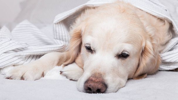 Bored sad golden retriever dog under light gray and white stripped plaid in contemporary bedroom. Pet warms under blanket in cold winter weather. Pets friendly and care concept. - Foto, Imagen