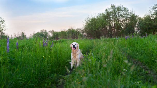 Happy smiling golden retriever puppy dog  in the purple lupine flowers meadow in sunny summer morning. Pets care and happiness concept. Copy space background. - Foto, Imagem