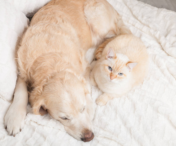 Young golden retriever dog and cute mixed breed red cat on cozy plaid. Animals warms together on white blanket in cold winter weather. Friendship of pets. Pets care concept. Top view. - 写真・画像