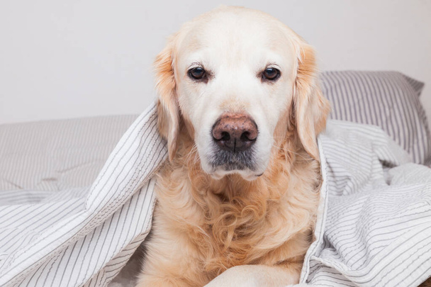 Bored sad golden retriever dog under light gray and white stripped plaid in contemporary bedroom. Pet warms under blanket in cold winter weather. Pets friendly and care concept. - Фото, изображение