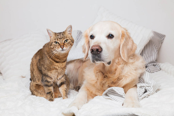Happy young golden retriever dog and cute mixed breed tabby cat under cozy  plaid. Animals warms under gray and white blanket in cold winter weather. Friendship of pets. Pets care concept. - Foto, Imagen
