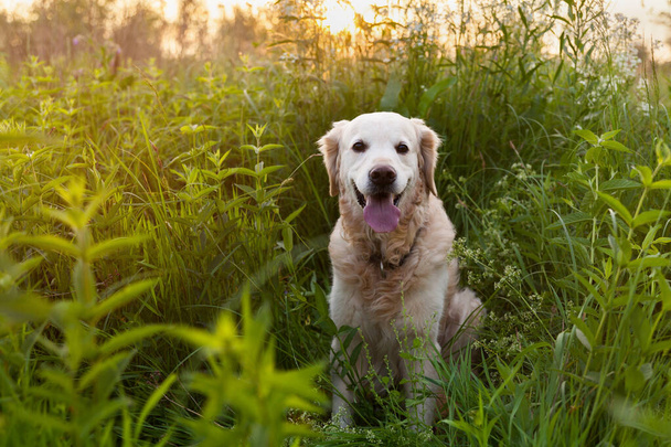 Happy smiling golden retriever puppy dog in green grass meadow in sunny summer morning. Pets care and happiness concept. Copy space background. - Valokuva, kuva