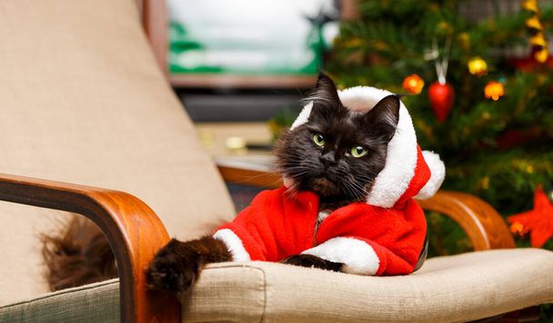 Festliches Porträt der schwarzen Katze im Weihnachtsmann-Kostüm auf Sessel vor dem Hintergrund des Weihnachtsbaums - Foto, Bild