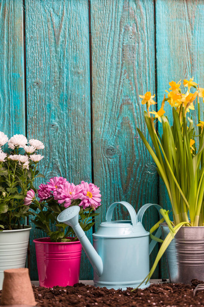 Imagen de crisantemos coloridos en macetas, latas de riego cerca de valla de madera en el día de primavera
 - Foto, Imagen