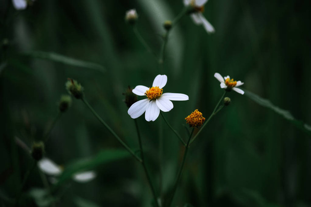 Белые травяные цветы в тропическом лесу
 - Фото, изображение