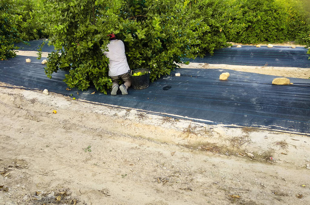 Cassette di frutta piene di limone. Lavoratori che raccolgono limoni e trasportano il cesto per raccogliere il limone nella scatola Murcia, Spagna, 2019
 - Foto, immagini