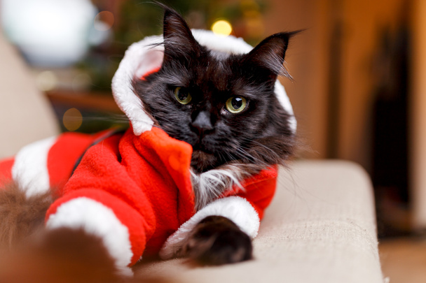 Photo du chat du Nouvel An en costume de Père Noël assis dans la chaise
 - Photo, image