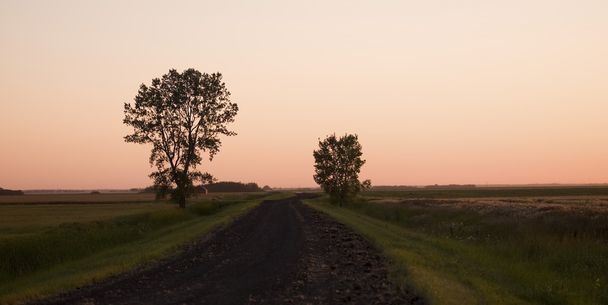 chemin de terre à travers champs, manitoba, canada - Photo, image