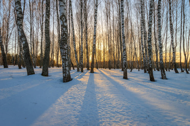 Kış mevsiminde huş ağacında güzel bir günbatımı. - Fotoğraf, Görsel