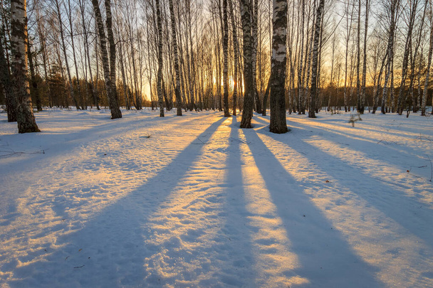 Kış mevsiminde huş ağacında güzel bir günbatımı. - Fotoğraf, Görsel