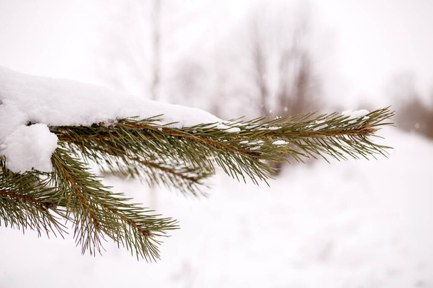Fotografie smrkových větví v zimním lese ve dne - Fotografie, Obrázek