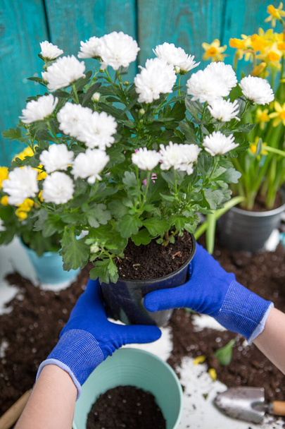 Photo on top of man's hands in blue gloves transplanting flower on table - Фото, изображение